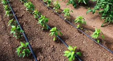 Капельный полив