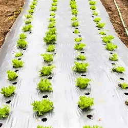 Мульчирующая пленка/Агроткань